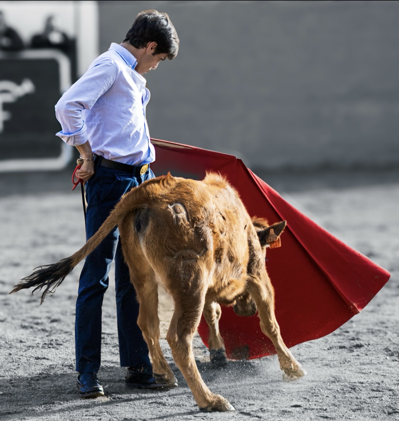 Festejo taurino
